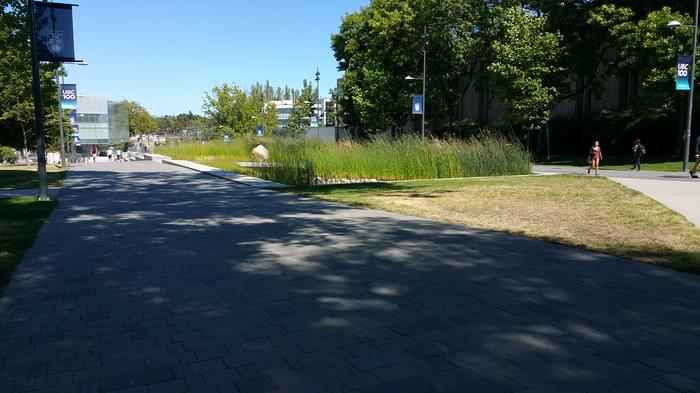 UBC Ladder Marsh photo