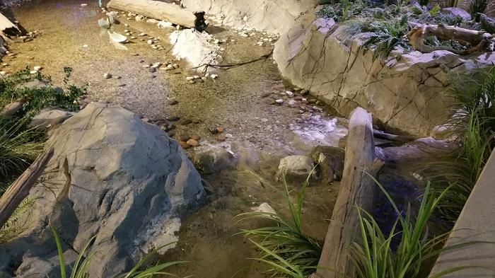 YVR Salmon Run photo