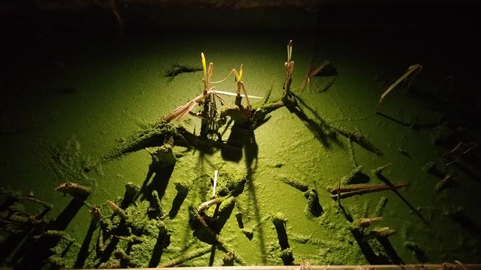 Beatty Biofilter photo