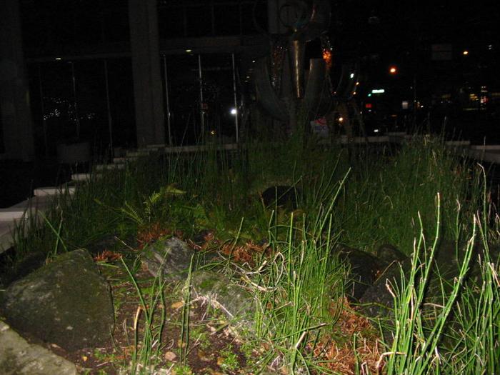 Burrard Confabulator photo