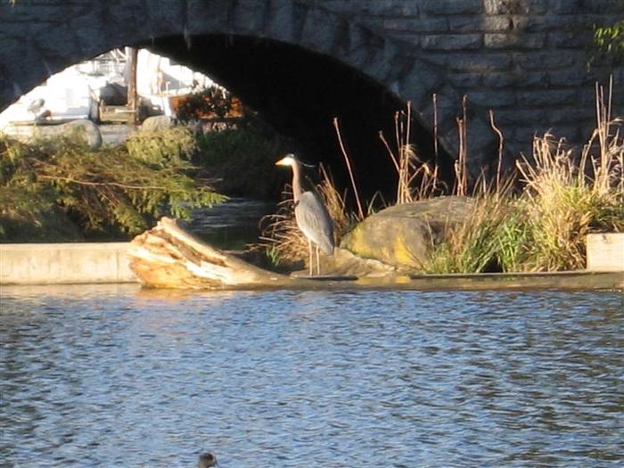 Stone Bridge Pond photo