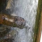 UBC First Nations Library photo # 8