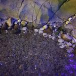 YVR Salmon Run photo # 28