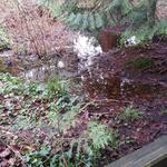 Thunderbird Slough photo # 3