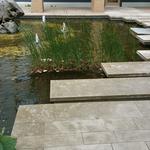 HKU-UBC House Rock Pond photo # 7