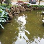 HKU-UBC House Rock Pond photo # 2