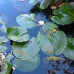 The Lagoons photo # 44